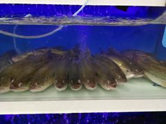 -盒马鲜生(大成店)