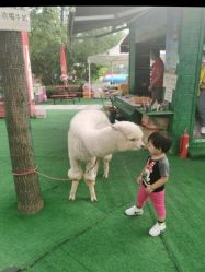 -萌宠亲子动物乐园(槐房万达店)