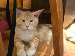 -more than meow吴止猫主题餐厅(承德 中船汇店)