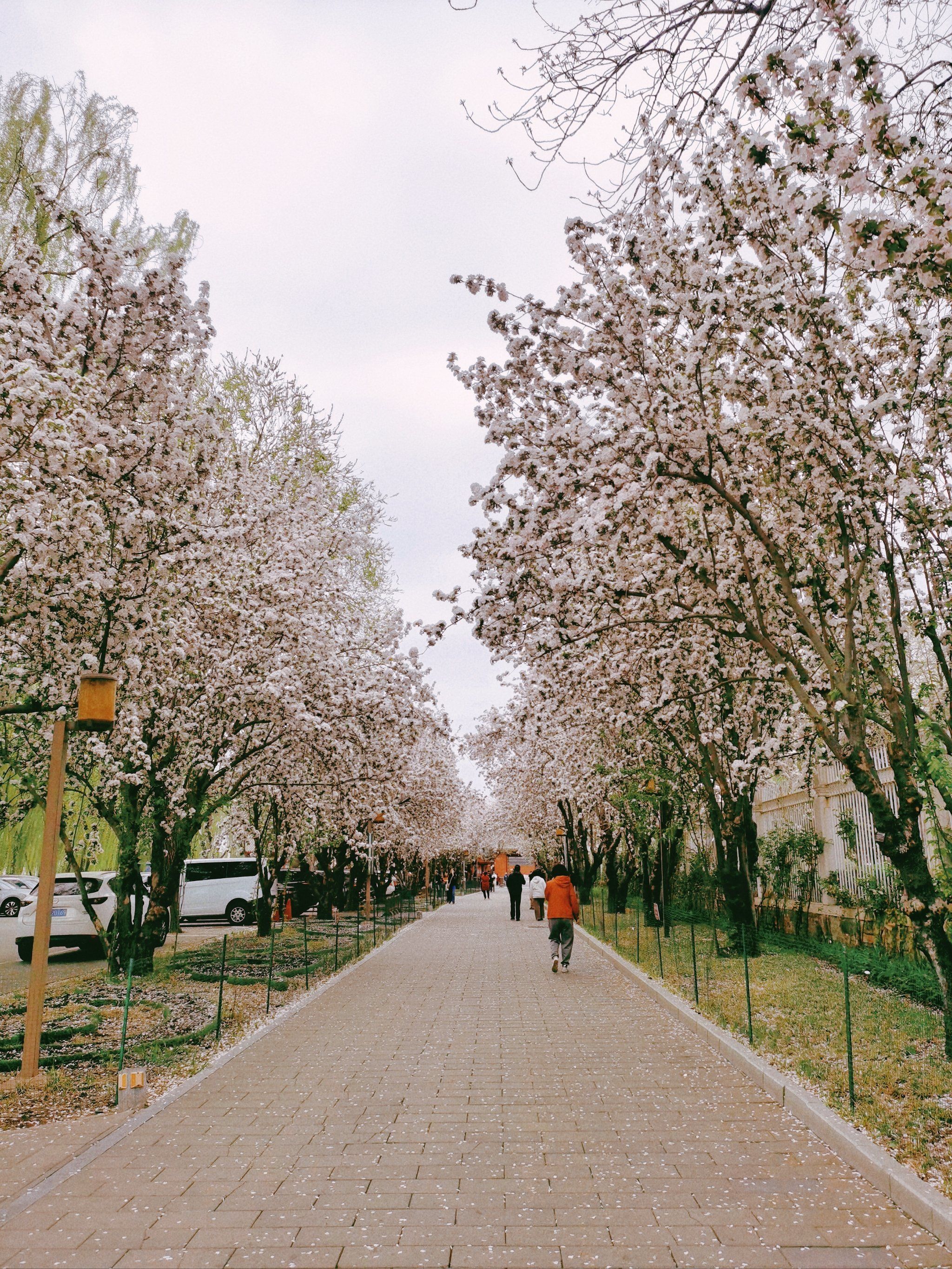 北海西门这条路实在是太美了