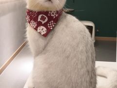 -飞行喵MR PILOT|猫舍·猫咖(静安大融城店)