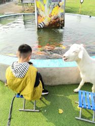 -上美四季动物农场