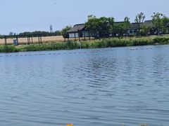 -杭州湾海上花田景区