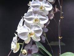 -北京植物园-展览温室