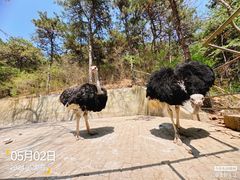 -燕塞湖鸟语林景区