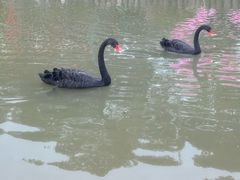 -苏州太湖西山岛开心农场
