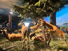 -国家自然博物馆