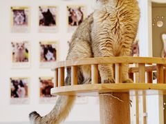 -有喵·猫咖·狗咖·40+猫狗有小奶狗(岗厦店)