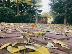 -杨铭宇黄焖鸡米饭(芙蓉巷店)