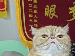 -瑞鹏宠物医院·眼科·皮肤·中兽医(大悦城分院)