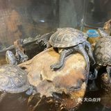 呆萌的小可爱 摸起来真舒服