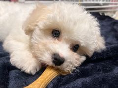 -翊宠yipet猫狗购宠庄园犬舍•猫舍