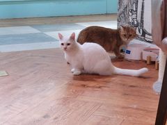 -猫小院猫主题餐厅(三里屯店)