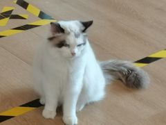-南京Hallo宠物乐园·哈罗犬舍·柴犬繁育基地