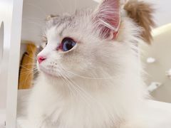 -猫域·湾主题猫咖·宠物吧(南坪城市广场店)