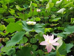 -南戴河国际娱乐中心