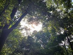 -紫金山山顶公园