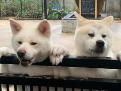 -TrueLove @ Neverland (Husky Cafe)