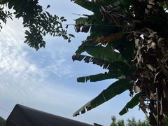-桃源山庄·水蜜桃采摘·柴火鸡·烧烤团建(龙泉山店)