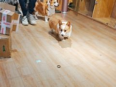 -喜狗宠物生活馆(岳州路店)
