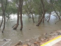 -宝安西湾红树林湿地公园