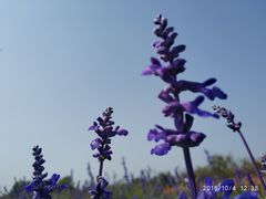 -北京东方普罗旺斯薰衣草庄园