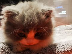 -babydoll猫舍·米努特·德文·缅因(久光中心店)