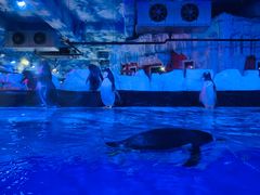 -芜湖新华联大白鲸海洋公园