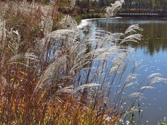 -东郊湿地公园