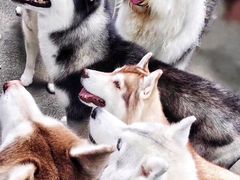 -TrueLove @ Neverland (Husky Cafe)