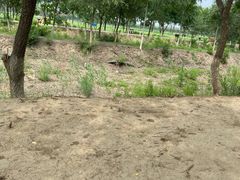 -西青郊野公园