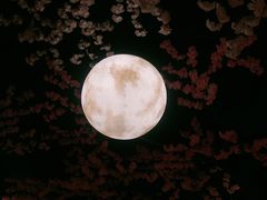 -蓝鲸湾汤泉(包河店)