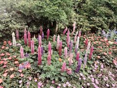 -西湖外事游船(花港观鱼码头)