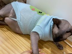 -李小姐の猫咖啡馆(五角场店)