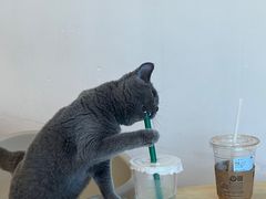 -有喵·猫咖·狗咖·30几只猫10只小狗(岗厦店)