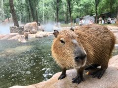 -北京野生动物园