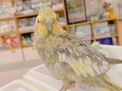 -萌兽医馆·眼科·异宠专科(三里屯店)