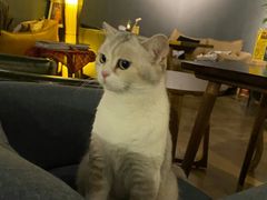 -咖法森林·咖啡  酒吧(天河店)