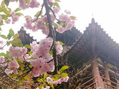 -西安乐游原