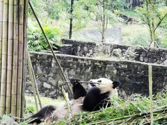 -都江堰中华大熊猫苑