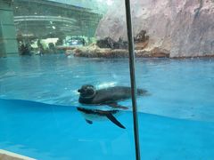 -帝企鹅自助餐厅•儿童岛•真企鹅(长隆企鹅酒店)