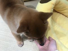 -逗柴咖啡屋·狗咖猫咖宠物桌游