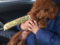 -伟伟宠物医院·CT影像中心·瑞派犬猫综合性门诊(汉口总院)