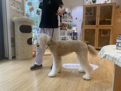 -Pets First伊珊娜洗护·精致美容·家庭式寄养(新会路店)