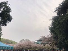 -武汉大学-樱园