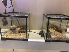 -momokira米努特·德文卷毛猫·棉花面纱犬