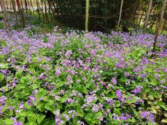 -合肥滨湖国家森林公园