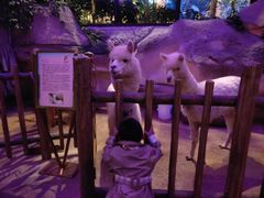 -杭州开元森泊度假乐园