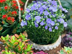 -双季花艺园艺市场(浦东店)