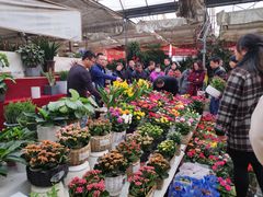 -秦美花卉(天朗·莱茵小城2期店)